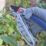 Spear & Jackson Anvil  Ratchet Secateurs 8 1/4" (210mm)