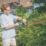 Webb Eco WEV20HTB2 50cm 20V 1 x 2.0Ah Li-Ion   Cordless Hedge Trimmer