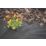 Apollo Weed Control Fabric Roll 14m x 1m