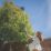 Webb Eco WEV20PHTB2 50cm 20V 1 x 2.0Ah Li-Ion   Cordless Long Reach Hedge Trimmer