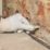 Dryzone Dryrod Damp-Proofing Rods White 180mm x 12mm 10 Pack