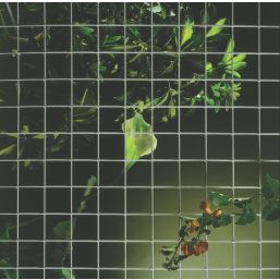 Apollo 13 x 13mm Galvanised Welded Mesh 0.9m x 30m