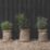 Ronseal Fence Life Plus 9Ltr Tudor Black Oak  Shed & Fence Paint