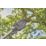 Gardena StarCut Pro S 12080-20 Tree Pruner 62.8" (160cm)