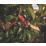 Milwaukee M12BLPRS-202 12V 2 x 2.0Ah Li-Ion RedLithium Cordless Scissor Pruning Shears