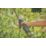 Gardena Bypass AssistCut Battery Assisted Secateurs 10.66" (271mm)