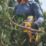 DEWALT DCMPP568P1-GB 18V 1 x 5Ah Li-Ion XR Cordless Bypass Powered Secateurs