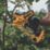 DEWALT DCMPP568P1-GB 18V 1 x 5Ah Li-Ion XR Cordless Bypass Powered Secateurs