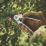 Magnusson Bypass  Secateurs 8 1/4" (208mm)