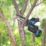 Makita DUC150Z 18V Li-Ion LXT Brushless Cordless 150mm Pruning Saw - Bare