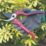 Spear & Jackson Bypass  Razorsharp Secateurs 8" (205mm)