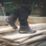 DEWALT Bolster Size 12  Brown  Steel Toe Cap Safety Boots