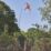 The Big Cheese STV968 Bird Hawk Kite