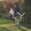 Magnusson  3.79m Telescopic Ladder