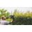 Bosch  70cm 500W 240V Corded  Hedge Trimmer