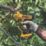 DEWALT DCMPP568N-XJ 18V Li-Ion XR Cordless Bypass Powered Secateurs - Bare