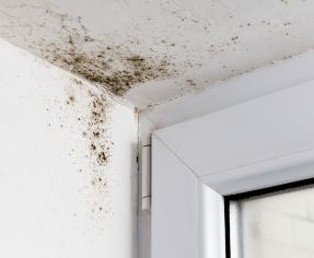 mould on wall