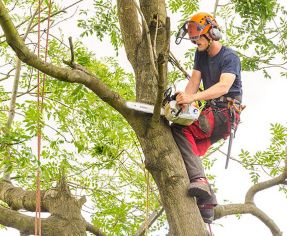 Tree Cutting Tools Guide